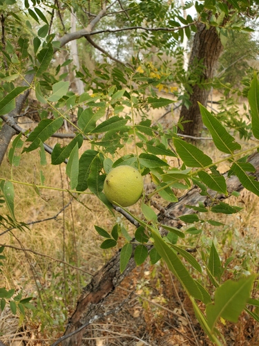 Juglans hindsii (northern California black walnut) (alternate view 5)