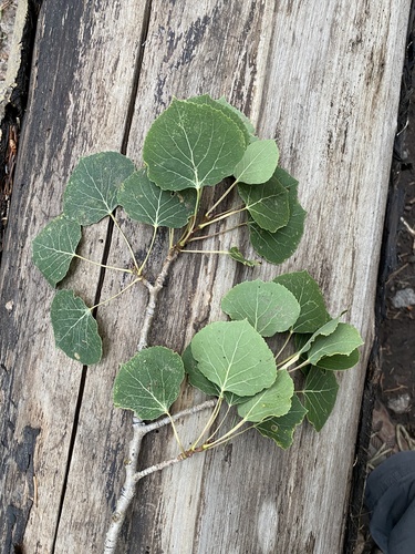 Populus tremuloides (quaking aspen) (alternate view 4)