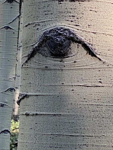 Populus tremuloides (quaking aspen) (alternate view 5)