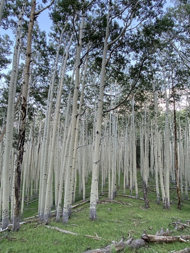 Populus tremuloides (quaking aspen) (alternate view 3)