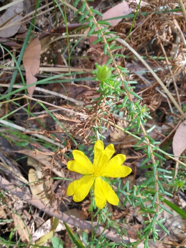 Hibbertia vestita (Hairy Guinea-flower) (alternate view 6)