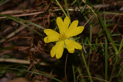 Hibbertia vestita (Hairy Guinea-flower) (alternate view 8)