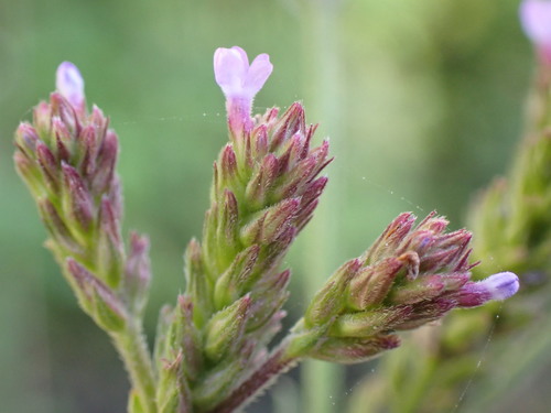 Verbena brasiliensis (Brazilian Vervain) (alternate view 2)