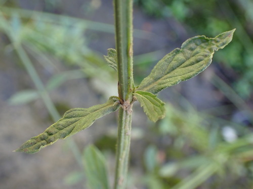 Verbena brasiliensis (Brazilian Vervain) (alternate view 3)