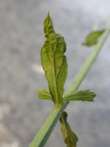 Verbena brasiliensis (Brazilian Vervain) (alternate view 4)