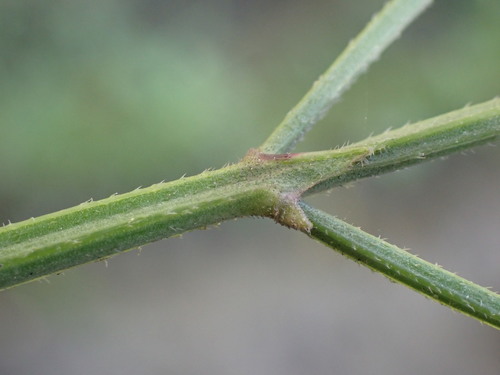 Verbena brasiliensis (Brazilian Vervain) (alternate view 5)