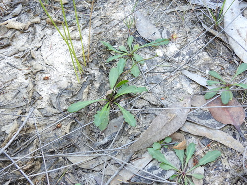 Lagenophora sublyrata (slender bottle-daisy) (alternate view 8)