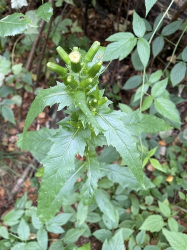 Erechtites hieraciifolius (American burnweed)