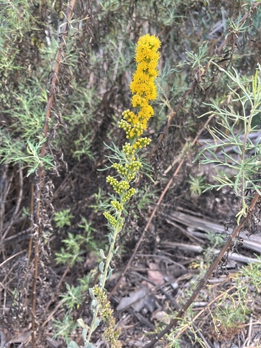 Solidago velutina (velvety goldenrod) (alternate view 3)
