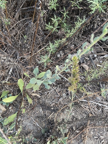 Solidago velutina (velvety goldenrod) (alternate view 4)