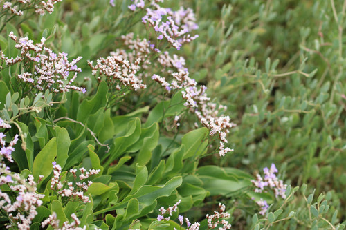 Limonium vulgare (Common Sea-lavender)