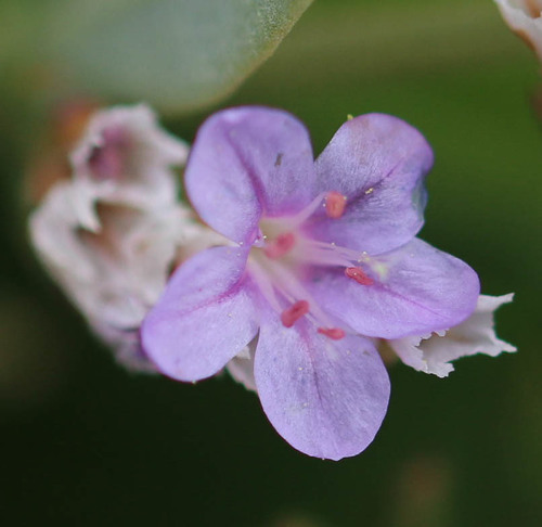 Limonium vulgare (Common Sea-lavender)