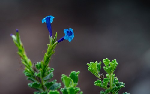 Stachytarpheta (Porterweeds) (alternate view 7)