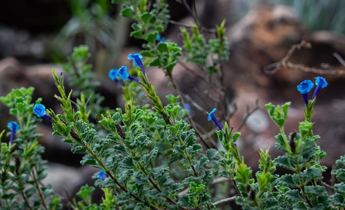 Stachytarpheta (Porterweeds) (alternate view 8)