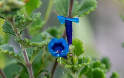 Stachytarpheta (Porterweeds) (alternate view 9)