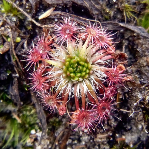 Drosera pygmaea (pygmy sundew) (alternate view 4)