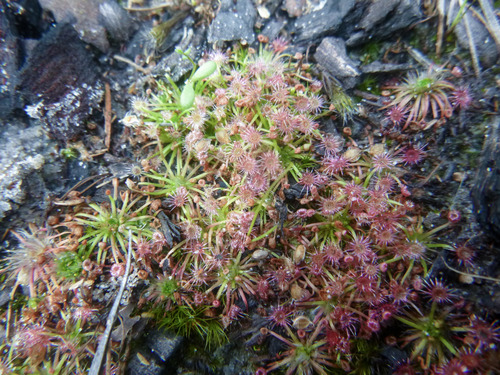 Drosera pygmaea (pygmy sundew) (alternate view 5)