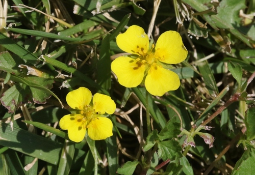 Potentilla anglica (English cinquefoil) (alternate view 5)