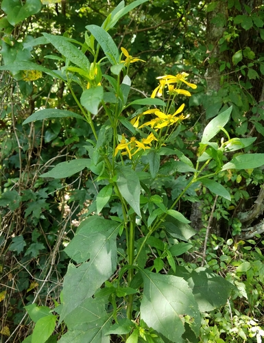 Verbesina occidentalis (Yellow Crownbeard)