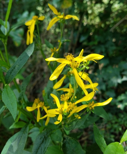 Verbesina occidentalis (Yellow Crownbeard) (alternate view 2)