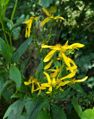Verbesina occidentalis (Yellow Crownbeard) (alternate view 3)