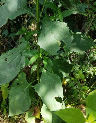 Verbesina occidentalis (Yellow Crownbeard) (alternate view 4)