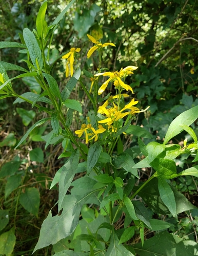 Verbesina occidentalis (Yellow Crownbeard) (alternate view 5)