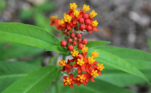 Asclepias curassavica (tropical milkweed)