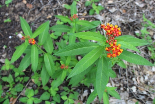 Asclepias curassavica (tropical milkweed)