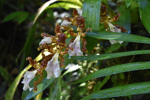 Oncidium (dancing lady orchids) (alternate view 5)
