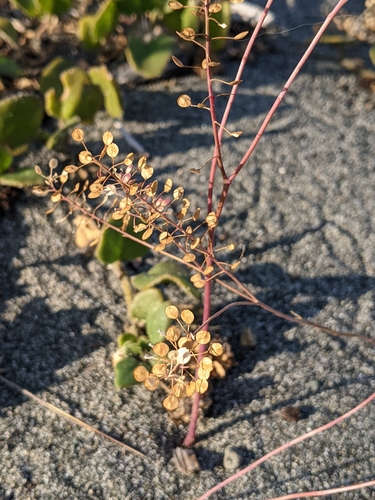 Lepidium virginicum (Virginia pepperweed)
