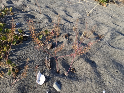 Lepidium virginicum (Virginia pepperweed)