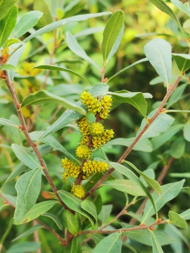 Myrica gale (Sweetgale) (alternate view 8)