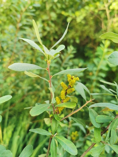 Myrica gale (Sweetgale) (alternate view 9)