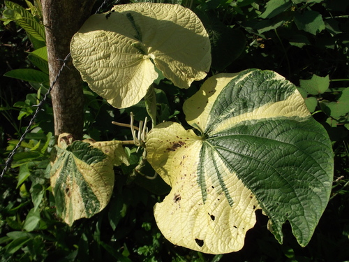 Piper (pepper plants) (alternate view 4)