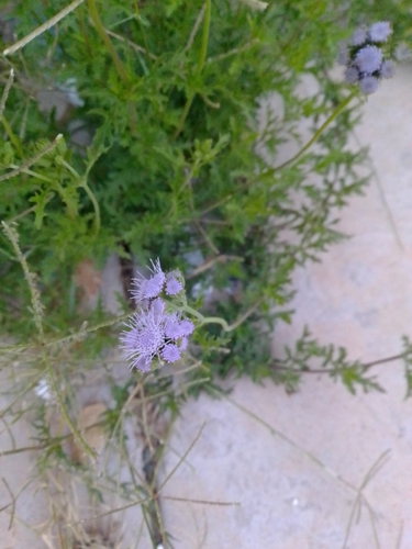 Conoclinium dissectum (Palmleaf Mistflower) (alternate view 10)