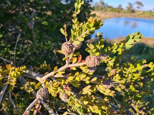 Melaleuca nesophila (Showy Honey-myrtle) (alternate view 5)