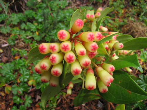 Vaccinium (blueberries, cranberries, and allies) (alternate view 7)
