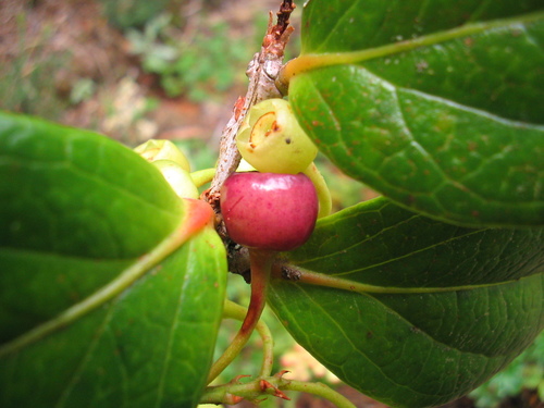 Vaccinium (blueberries, cranberries, and allies) (alternate view 8)