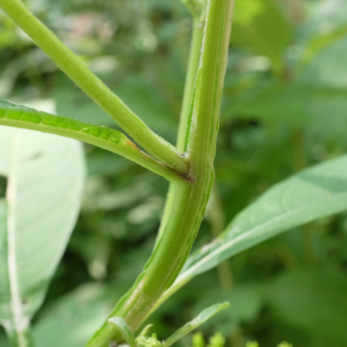 Verbesina alternifolia (Wingstem)