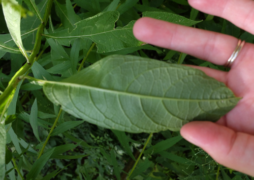 Verbesina alternifolia (Wingstem)