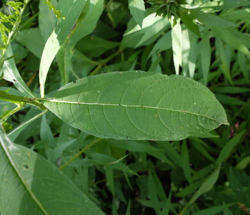 Verbesina alternifolia (Wingstem)