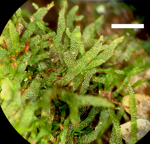 Hymenophyllum (filmy ferns) (alternate view 7)