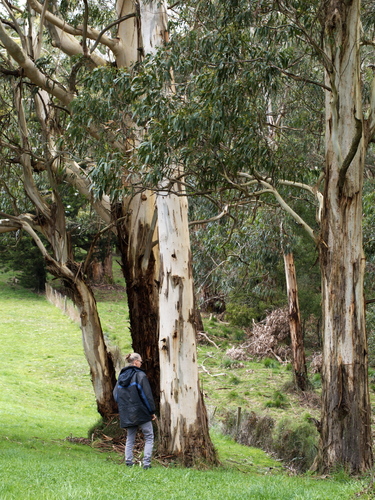 Eucalyptus cypellocarpa (mountain grey gum) (alternate view 3)