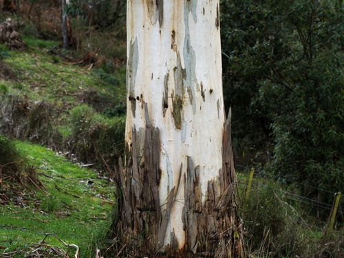 Eucalyptus cypellocarpa (mountain grey gum) (alternate view 5)