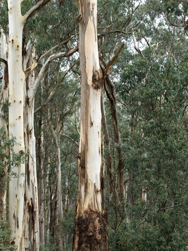 Eucalyptus cypellocarpa (mountain grey gum) (alternate view 4)
