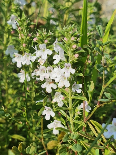 Satureja montana (Winter Savory) (alternate view 5)