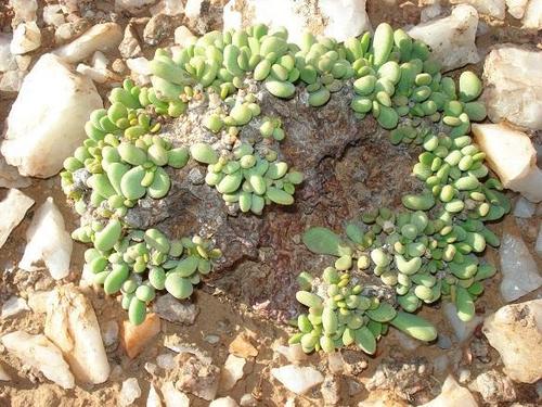 Portulacaria (Spekbooms) (alternate view 4)