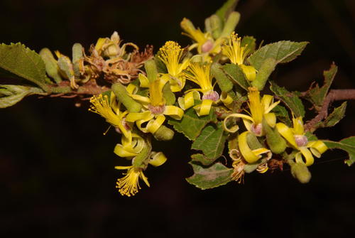 Grewia (Donkeyberries) (alternate view 6)