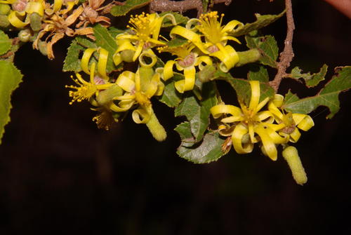 Grewia (Donkeyberries) (alternate view 7)